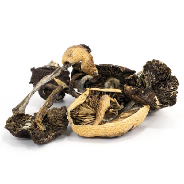 Cambodian Cubensis Mushroom